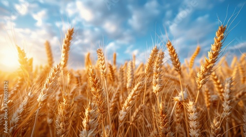 Close Up of Wheat Field With Blue Sky Background