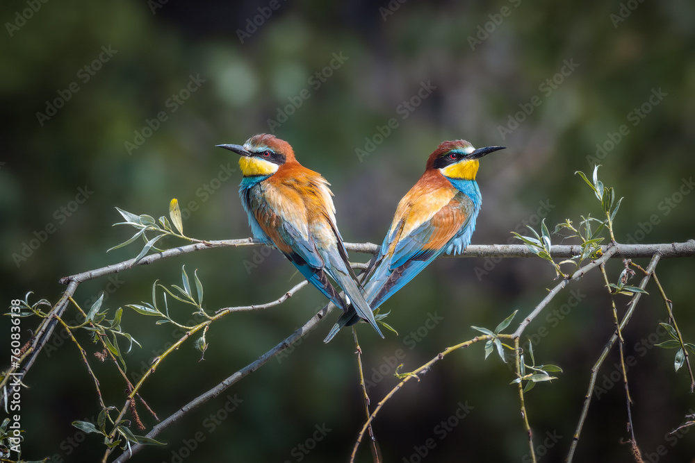 European Bee-eaters (Merops apiaster) on a branch, natural setting