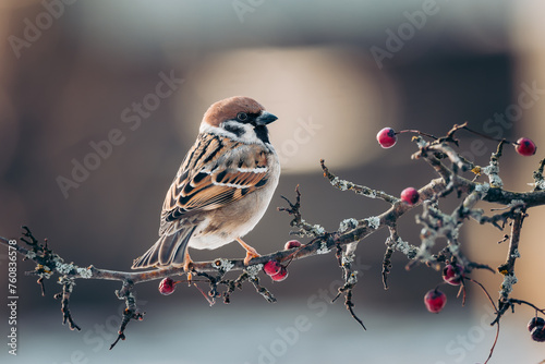 Eurasian Tree Sparrow (Passer montanus) perched on a berry-laden branch