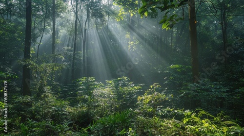 Dense Green Forest Filled With Trees