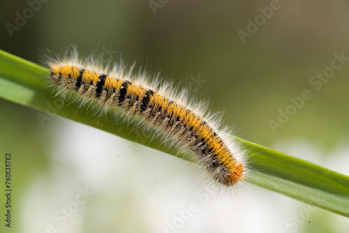 Grass Eggar Caterpillar (Lasiocampa trifolii) Sardinia, Italy photo