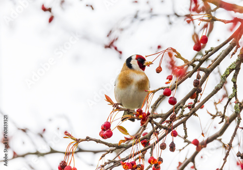 European Goldfinch "Carduelis carduelis" feeding on red berries of Rowan or Mountain Ash tree "Sorbus aucuparia". Bird isolated against white background. Dublin, Ireland