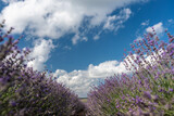 Lavender Blooms, a picturesque field of blooming lavender under a partly cloudy sky. Captured during the day, highlighting natural beauty and agricultural potential