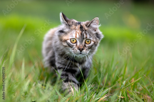 Un chat de race angora turc dans la nature