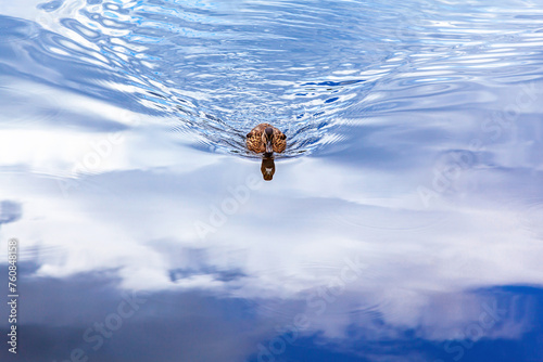 Female Mallard Duck Swimming in Lake with Reflection of Clouds in a Blue Sky