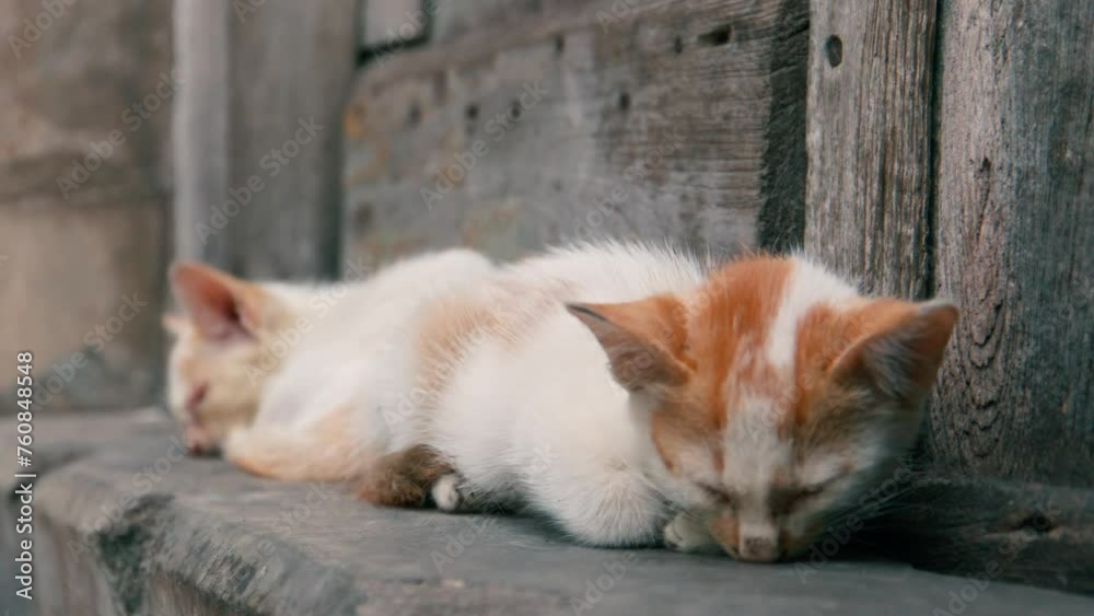 Two kittens or baby cats, possibly feral, homeless, or stray, are outside resting peacefully by a wooden door on a cold wintry day. Adoptation, rehabilitation, caretaking feline concept. Two kittens or baby cats, possibly feral, homeless, or stray, are outside resting peacefully by a wooden door on a cold wintry day. Adoptation, rehabilitation, caretaking feline concept.