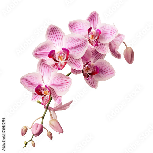 orchid isolated on white background © Buse