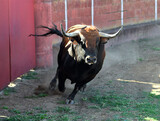 un toro bravo en un espectaculo de toreo en españa