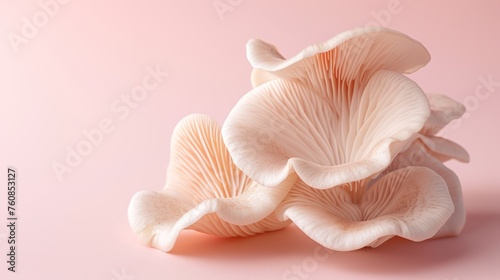 Oyster mushroom pleurotus ostreatus on soft pastel background for aesthetic appeal