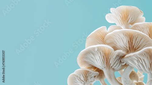 Oyster mushroom pleurotus ostreatus on pastel pink background for soft aesthetics