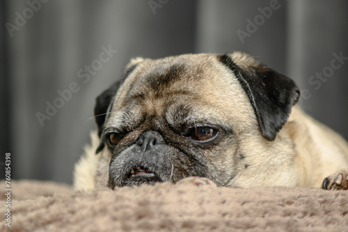 Cozy pug lying on the sofa 10 © Михаил Шорохов