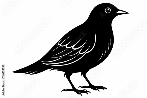 bird silhouette black color vector on white background.