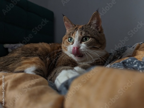 A domestic shorthaired cat, a small to mediumsized carnivore from the Felidae family, is comfortably laying on a bed with its tongue out, showcasing its whiskers and fur