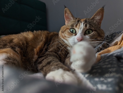 A Felidae carnivore with whiskers and fur, the cat is lounging on a bed and gazing at the camera. Small to mediumsized, it is a terrestrial animal that brings comfort to many