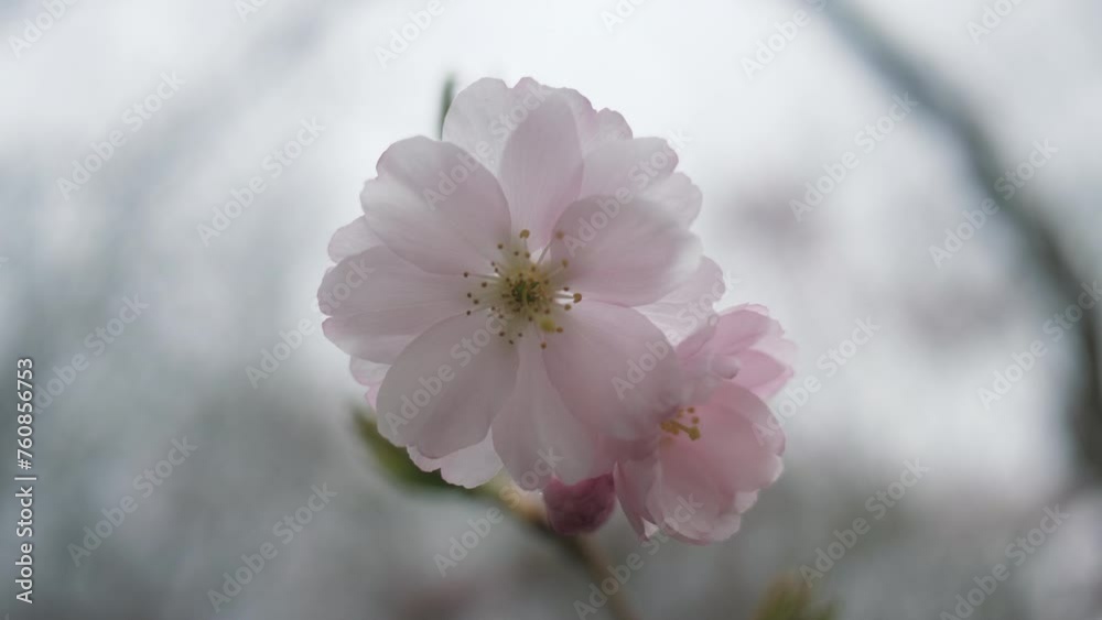 One spring pastel pink flower against a cloudy sky background. Close up One spring pastel pink flower against a cloudy sky background. Close up