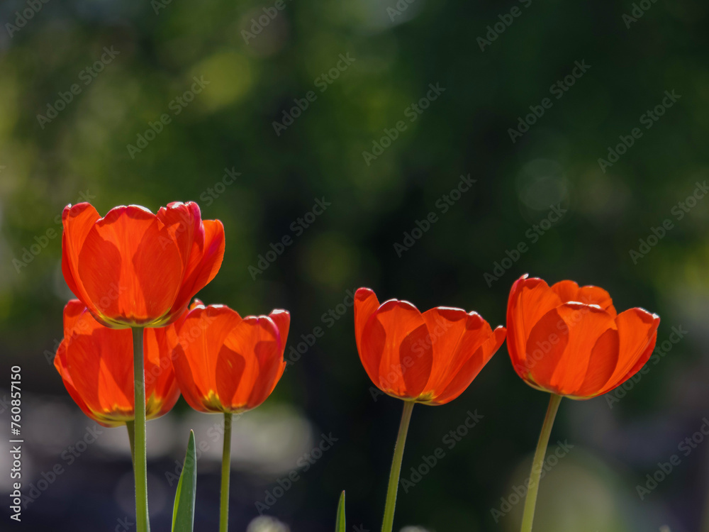red tulips in spring. beautiful garden background red tulips in spring. beautiful garden background