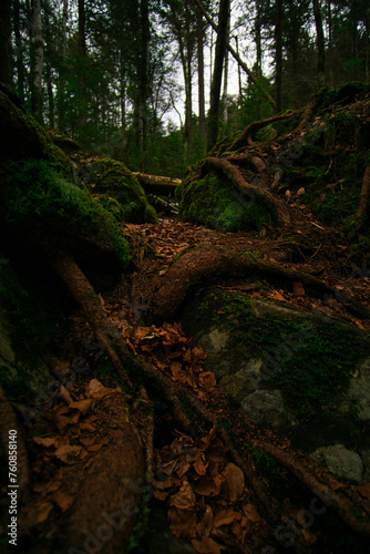 tree roots in the woods