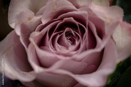 Rosenblüte