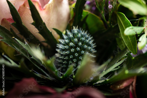 Diestelblüte