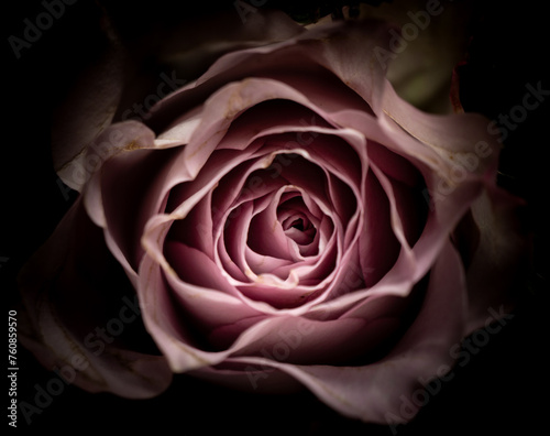 altrosa Rose