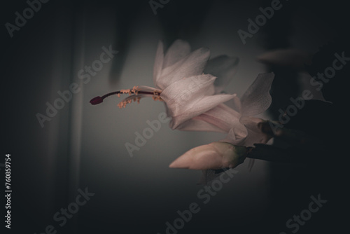 Schlumbergera Blüte