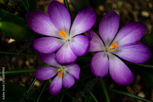 drei krokusblüten