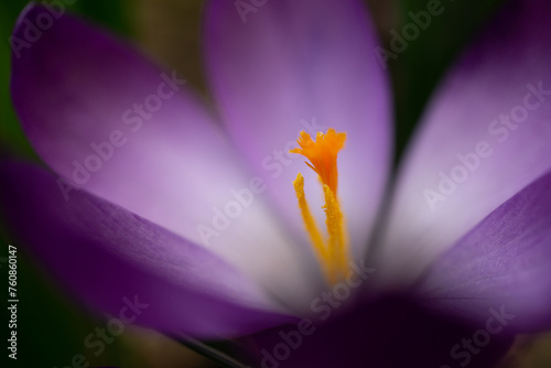 inside a krokus