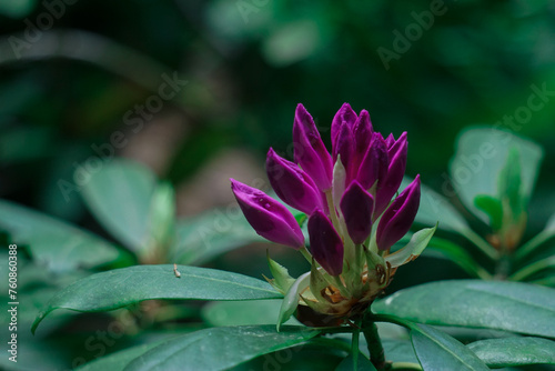 tropische Blüte