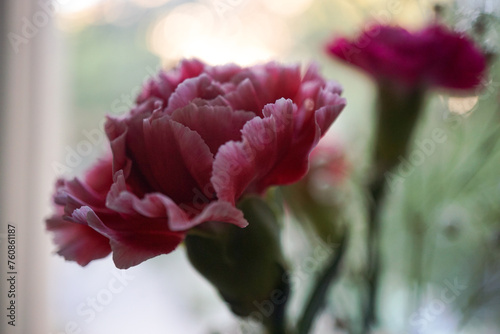 Rosa Nelke - Close up