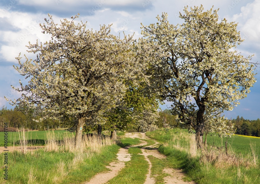 Alley flowering cherry trees, dirt road, springtime view Alley flowering cherry trees, dirt road, springtime view