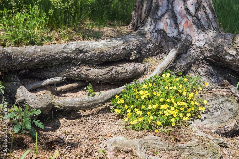 creeping cinquefoil European creeping tormentil