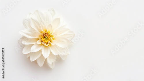 White dahlia flower isolated on white background. Top view