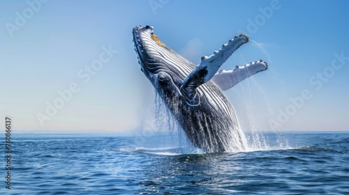 Humpback Whale Jumping in Clear Blue Ocean. photo