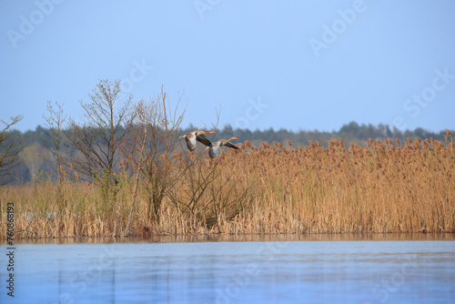 Beautiful landscape with geese flying over the lake and reeds