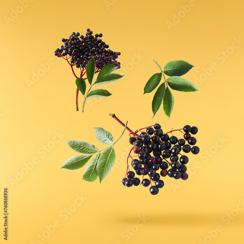 Fresh ripe elderberry with green leaves falling in the air isolated on yellow background. Food levitating or zero gravity conception.