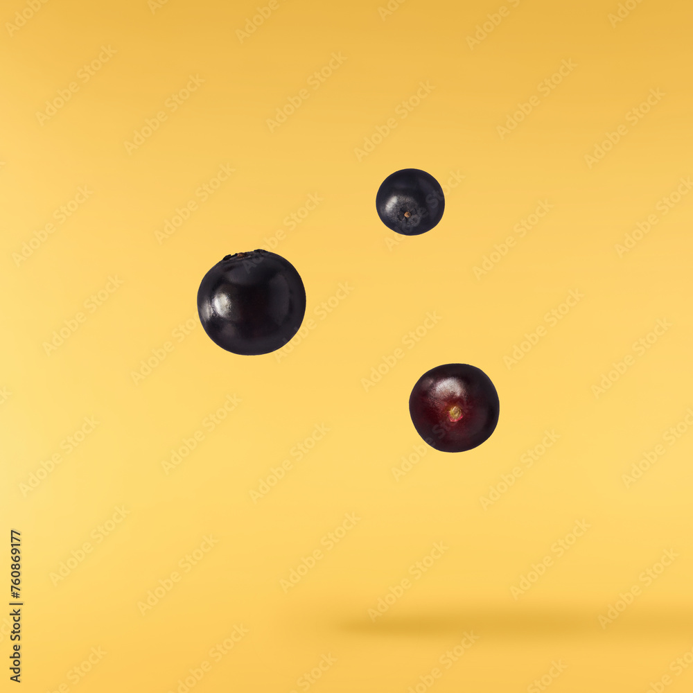 Fresh ripe elderberry falling in the air isolated  on yellow background. Food levitating or zero gravity conception.