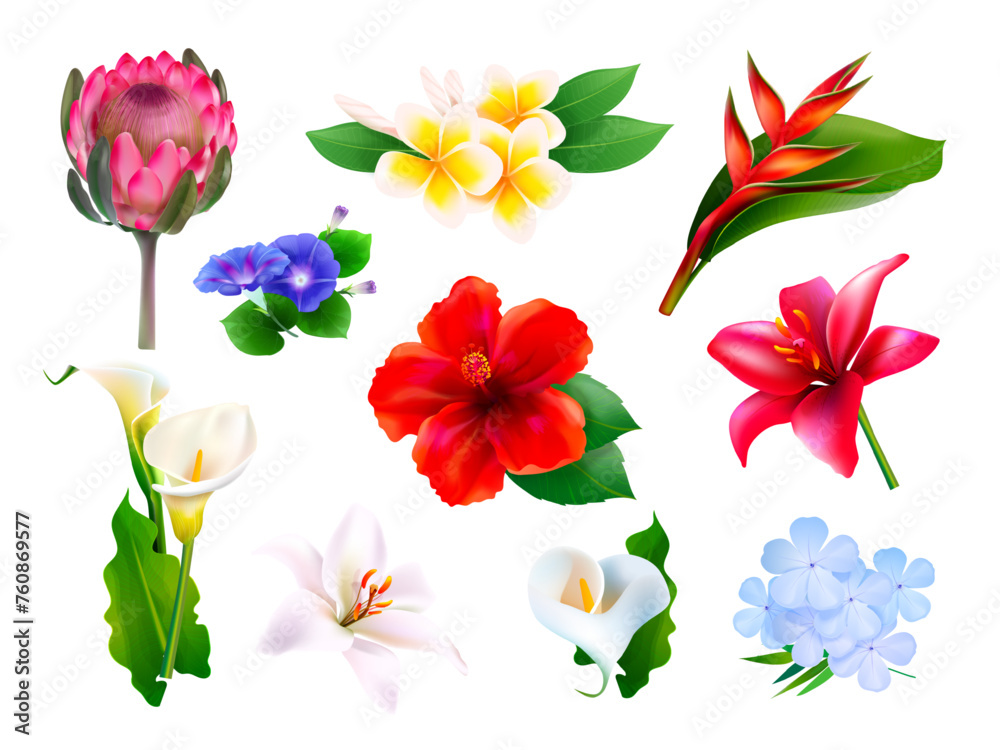 Realistic hawaii flowers. 3d tropical flowers exotic jungle plant collection, hibiscus protea plumeria callas tropics paradise flower wedding decoration exact vector illustration Realistic hawaii flowers. 3d tropical flowers exotic jungle plant collection, hibiscus protea plumeria callas tropics paradise flower wedding decoration exact vector illustration