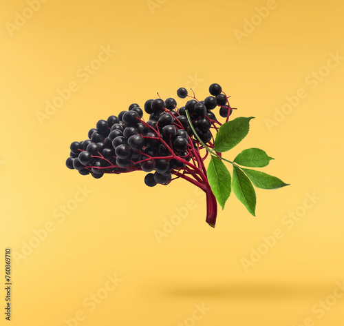 Fresh ripe elderberry with green leaves falling in the air isolated on yellow background. Food levitating or zero gravity conception.