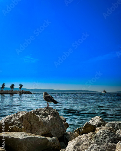 Ptak na kamieniu przy wodzie
