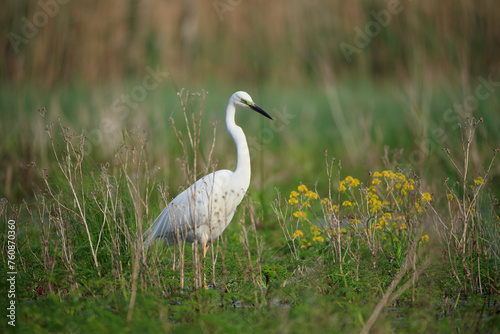 A white heron walking among the plants in the swamp © Jarosław Kochnio