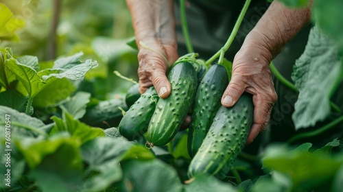 Close-up of farmer hands picking cucumbers in the garden