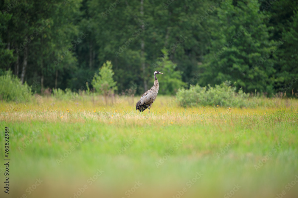 Beautiful landscape with a crane in a summer meadow Beautiful landscape with a crane in a summer meadow