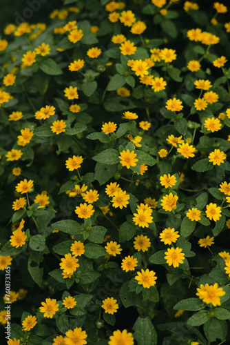 yellow flowers background © Irwan