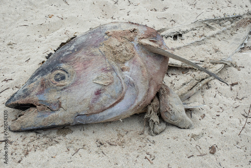 Dead fish washed up on a beach, with head, eye and visible bones, half buried in the sand photo