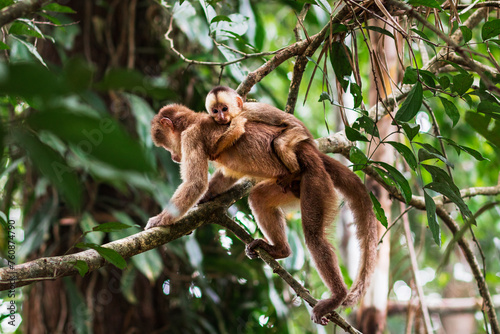 photo of monkey thief climbing a tree with baby in amazon rainforest photo