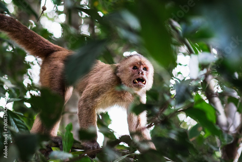 photo of monkey thief climbing a tree in amazon rainforest