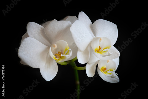 Three magnificent white Phalenopsis orchids