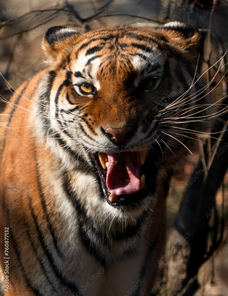 Obraz premium portrait of a Bengal tiger