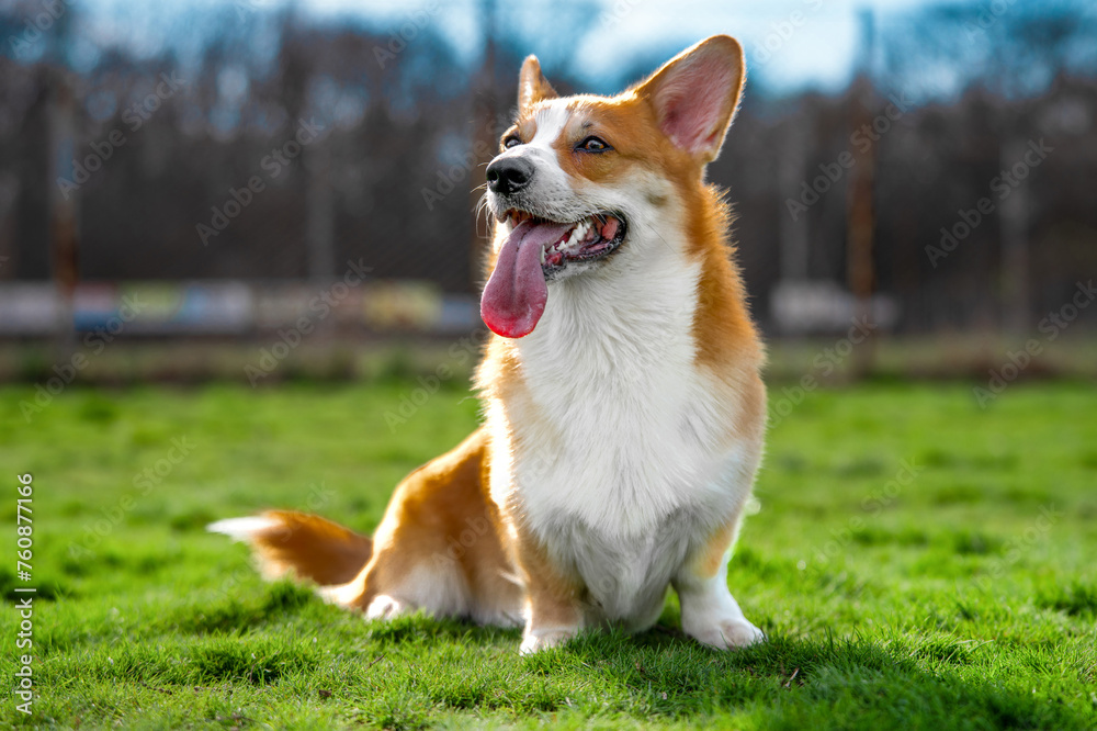 portrait of a Corgi dog