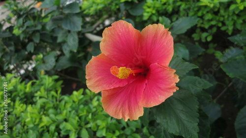 Closeup of a pink and yellow hibiscus flower in bloom